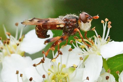 Myopa tessellatipennis